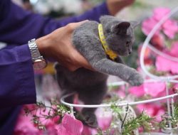 Pengantin di Banjarmasin Viral karena Seserahan Kucing