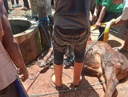 Sapi Nyempung Lubang Pembuangan Limbah Cair di Bantul
