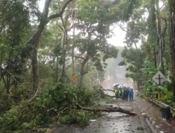 Cuaca Ekstrem Bandung Raya, Pohon Tumbang di Kolonel Masturi